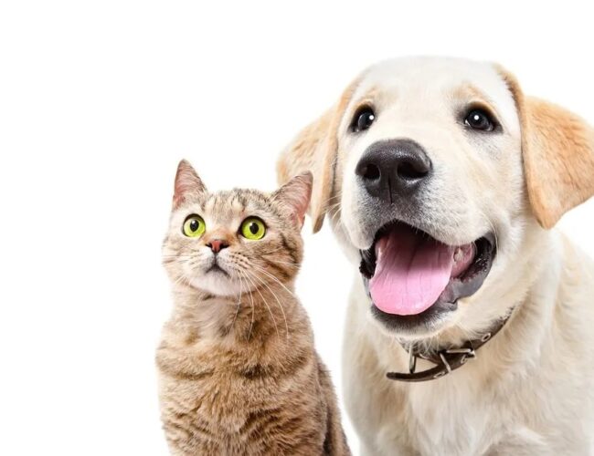 Pátio Paulista realiza nova edição de Pet Day com adoção de cães e gatos
